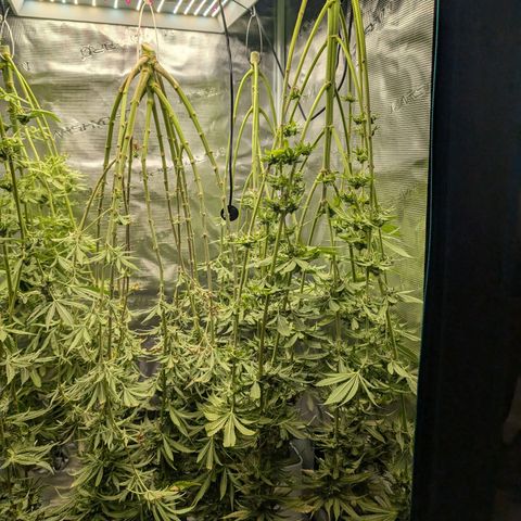 Bruce growlog timeline photo