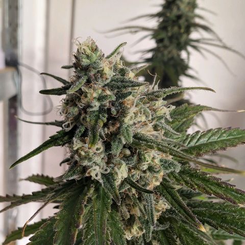 Bruce growlog timeline photo