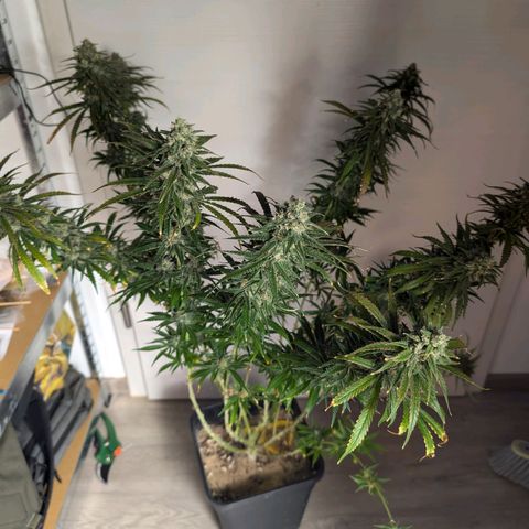 Bruce growlog timeline photo