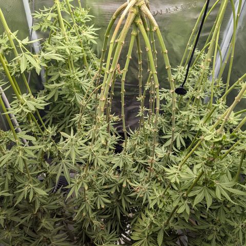Bruce growlog timeline photo