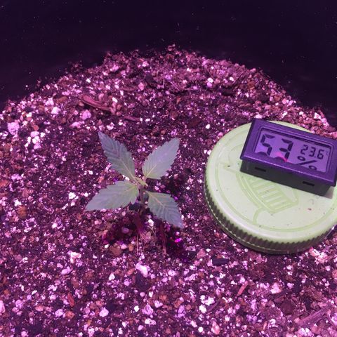 Northern lighs auto growlog timeline photo