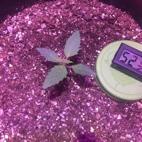 Northern lighs auto growlog timeline photo