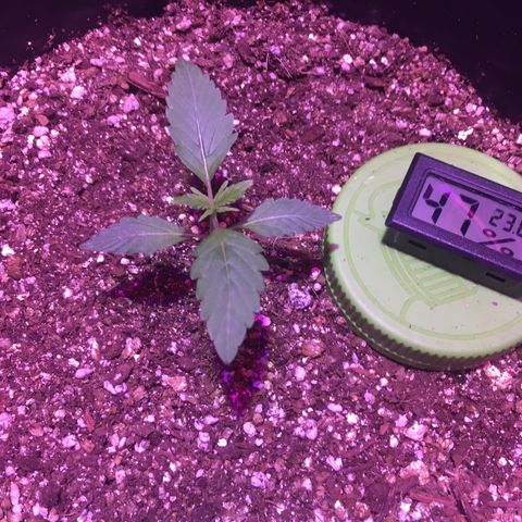Northern lighs auto growlog timeline photo