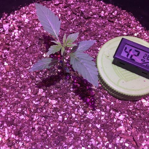 Northern lighs auto growlog timeline photo