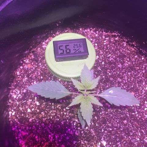 Northern lighs auto growlog timeline photo
