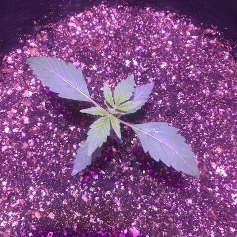 Northern lighs auto growlog timeline photo