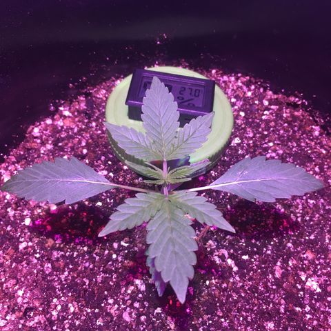 Northern lighs auto growlog timeline photo