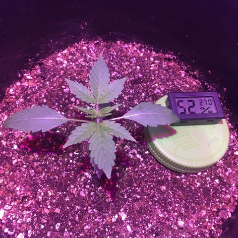 Northern lighs auto growlog timeline photo
