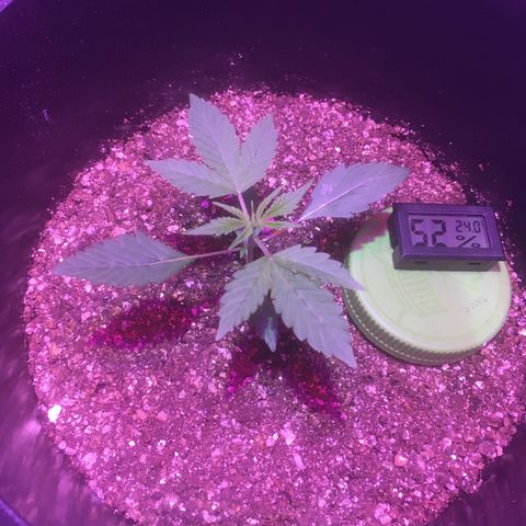 Northern lighs auto growlog timeline photo