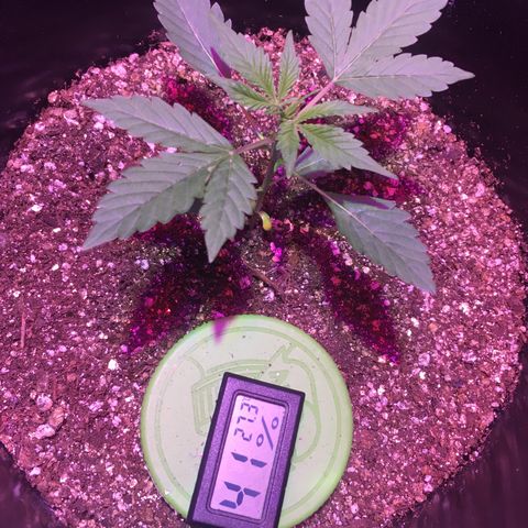 Northern lighs auto growlog timeline photo