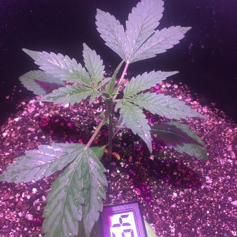 Northern lighs auto growlog timeline photo