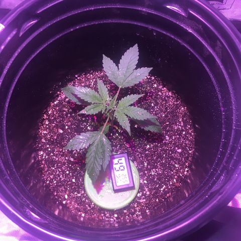 Northern lighs auto growlog timeline photo