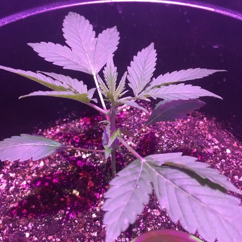 Northern lighs auto growlog timeline photo