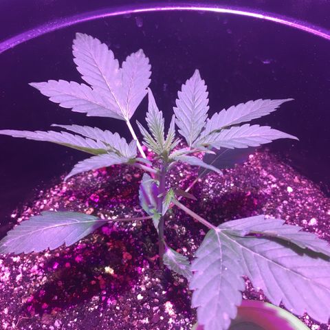 Northern lighs auto growlog timeline photo