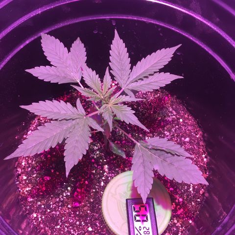 Northern lighs auto growlog timeline photo
