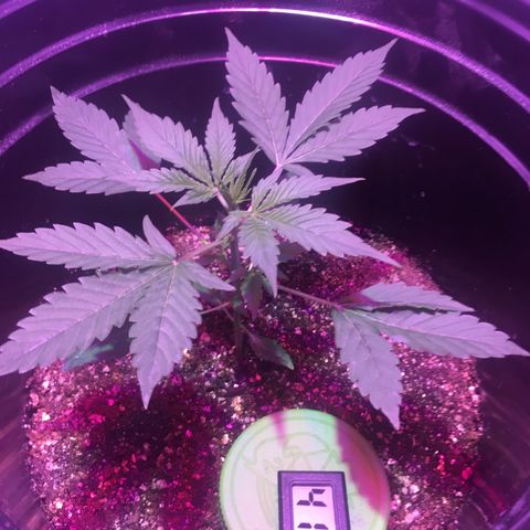 Northern lighs auto growlog timeline photo