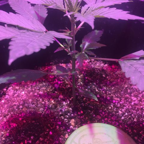 Northern lighs auto growlog timeline photo