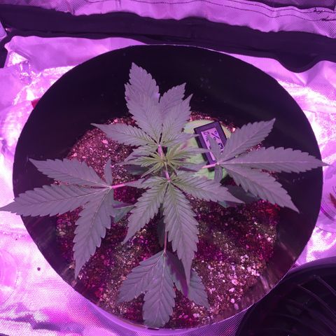 Northern lighs auto growlog timeline photo