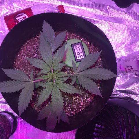 Northern lighs auto growlog timeline photo