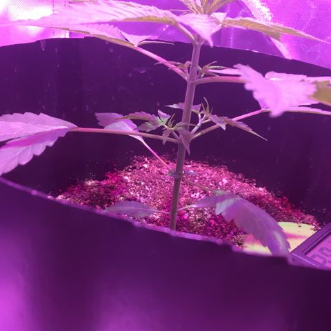 Northern lighs auto growlog timeline photo