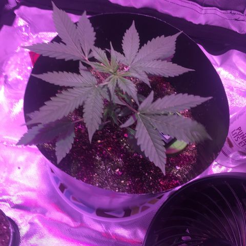 Northern lighs auto growlog timeline photo