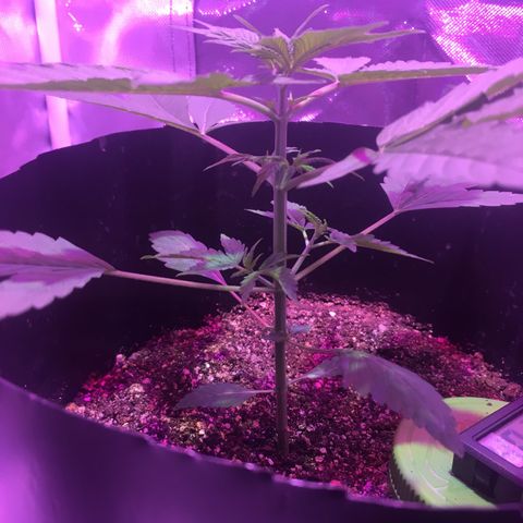 Northern lighs auto growlog timeline photo