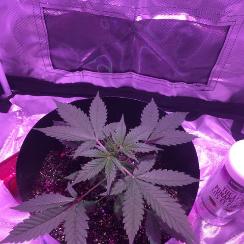 Northern lighs auto growlog timeline photo