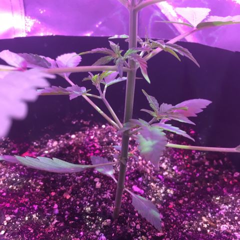 Northern lighs auto growlog timeline photo