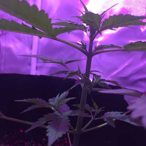 Northern lighs auto growlog timeline photo