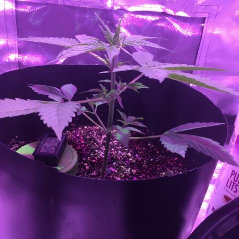 Northern lighs auto growlog timeline photo