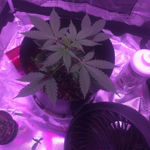 Northern lighs auto growlog timeline photo