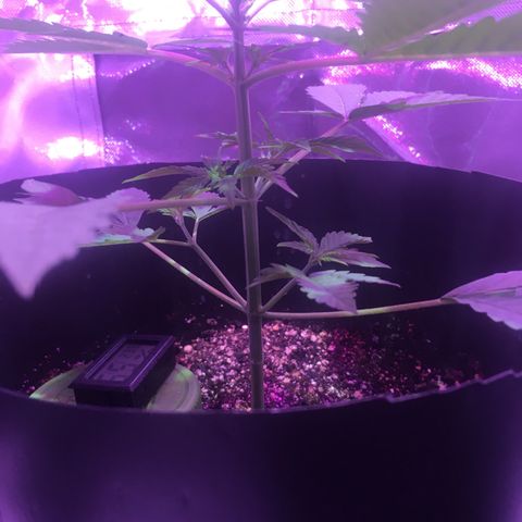 Northern lighs auto growlog timeline photo