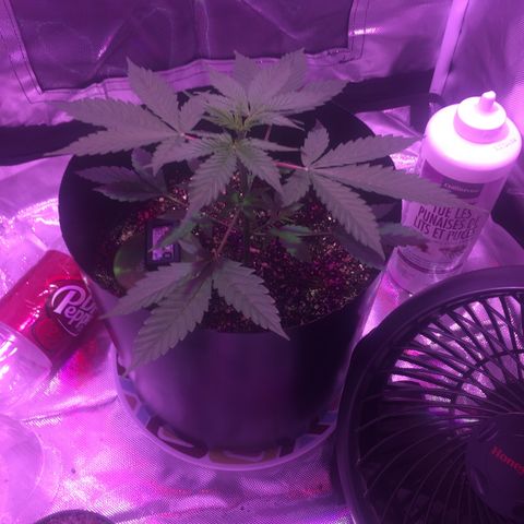 Northern lighs auto growlog timeline photo