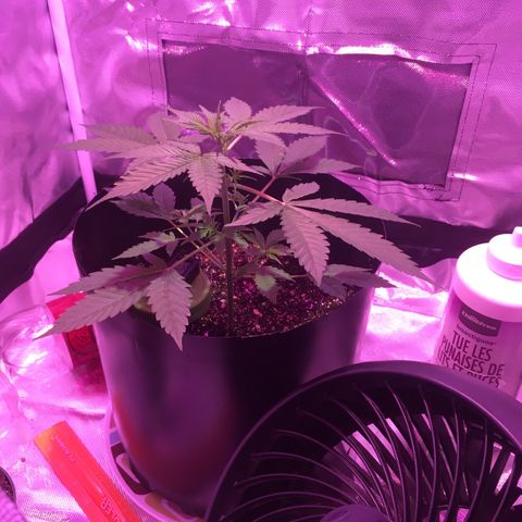 Northern lighs auto growlog timeline photo