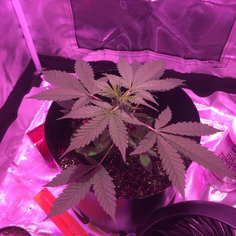 Northern lighs auto growlog timeline photo