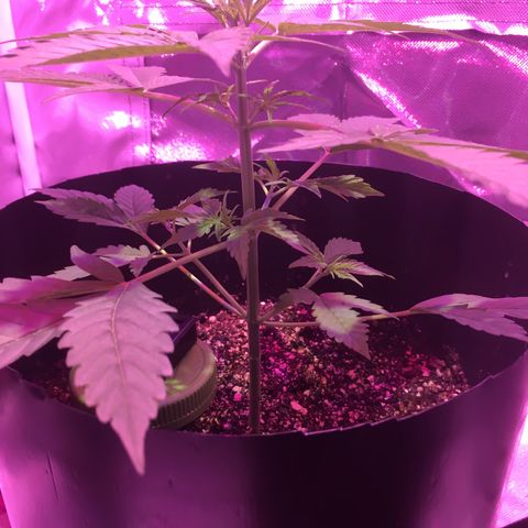 Northern lighs auto growlog timeline photo
