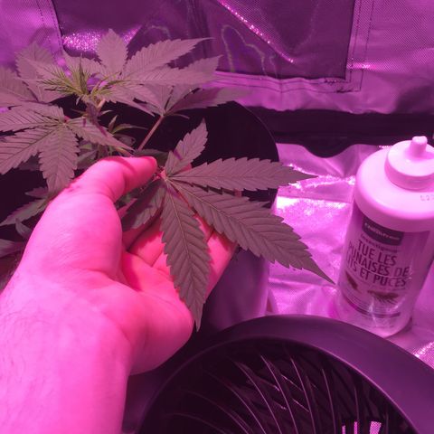 Northern lighs auto growlog timeline photo