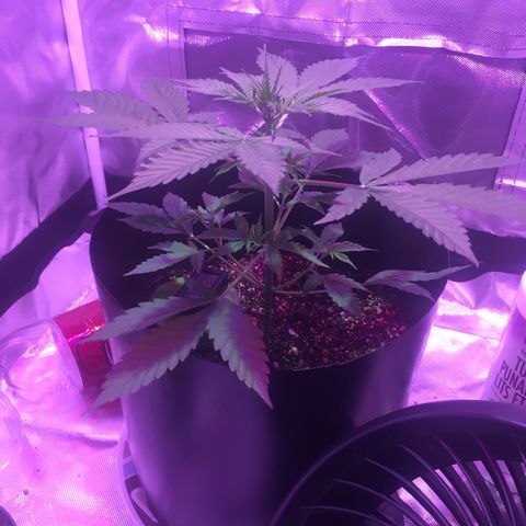 Northern lighs auto growlog timeline photo