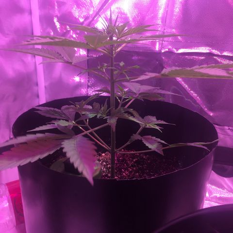 Northern lighs auto growlog timeline photo