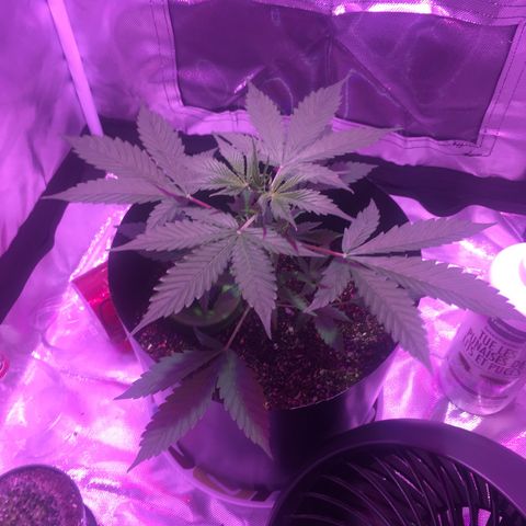 Northern lighs auto growlog timeline photo