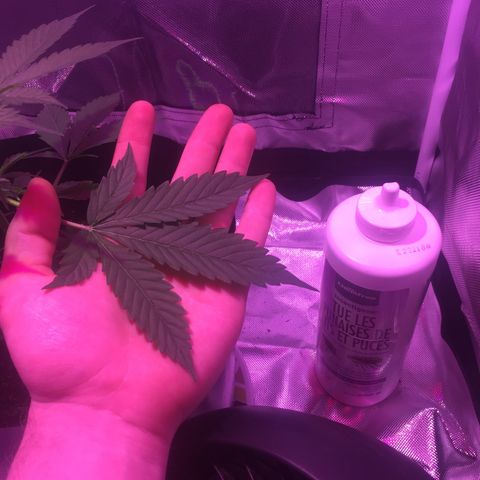 Northern lighs auto growlog timeline photo
