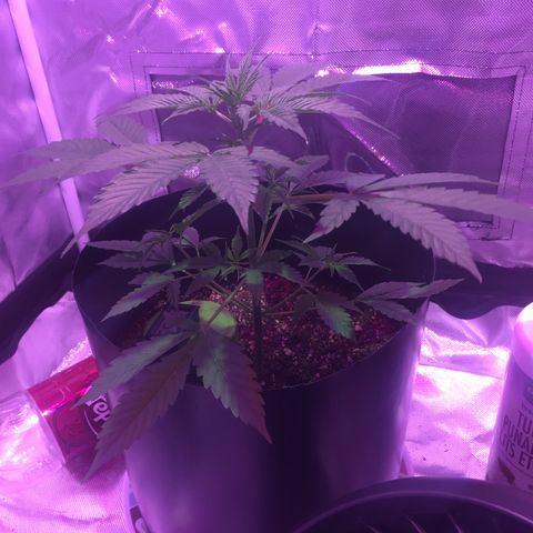 Northern lighs auto growlog timeline photo