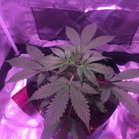 Northern lighs auto growlog timeline photo