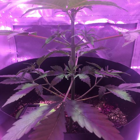 Northern lighs auto growlog timeline photo