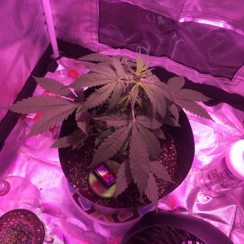 Northern lighs auto growlog timeline photo