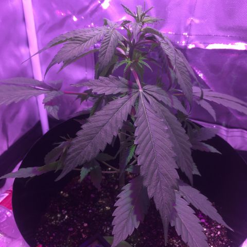 Northern lighs auto growlog timeline photo