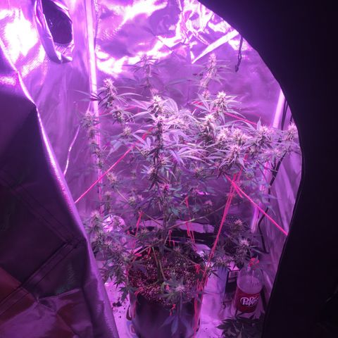 Northern lighs auto growlog timeline photo