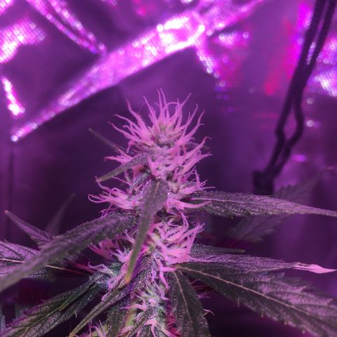 Northern lighs auto growlog timeline photo