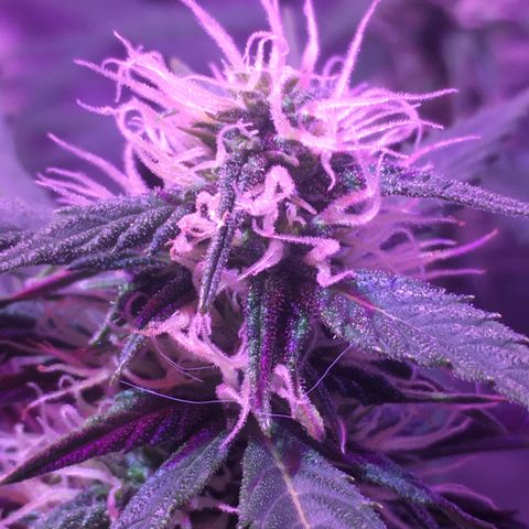 Northern lighs auto growlog timeline photo