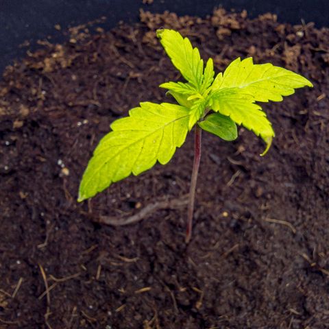 First strawberry haze growlog timeline photo